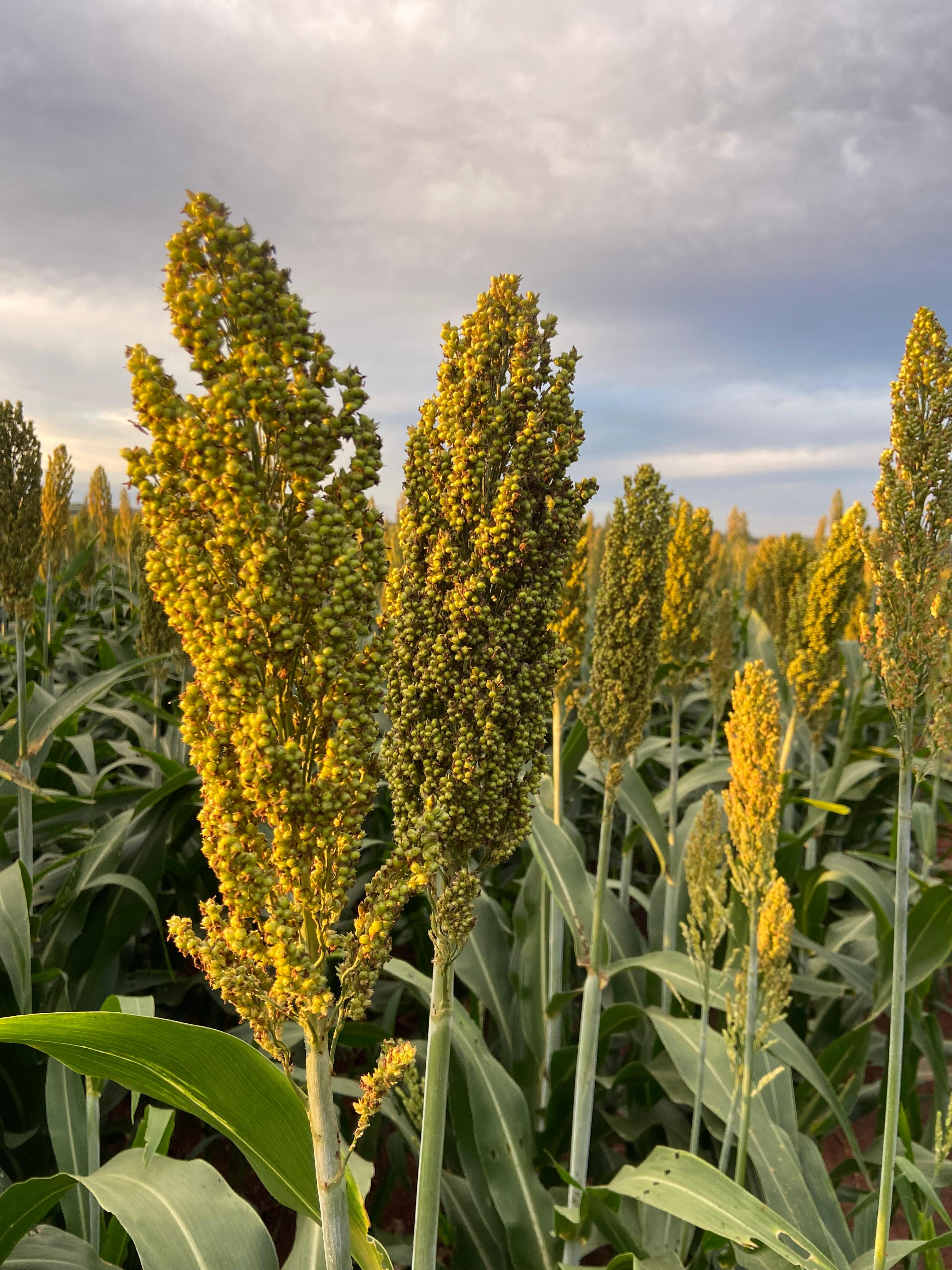 Plantação de Sorgo